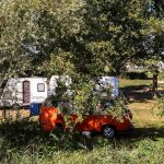 Reedham Ferry Complex Ltd